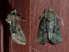 Oligia sp.